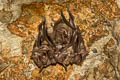 Black-bearded Tomb Bat Taphozous melanopogon