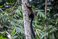 Black Giant Squirrel Ratufa bicolor (Malayan Giant Squirrel)