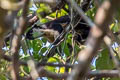 Black Giant Squirrel Ratufa bicolor (Malayan Giant Squirrel)