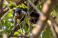 Black Giant Squirrel Ratufa bicolor (Malayan Giant Squirrel)