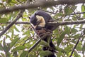 Black Giant Squirrel Ratufa bicolor (Malayan Giant Squirrel)