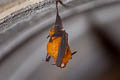 Blyth's Horseshoe Bat Rhinolophus lepidus