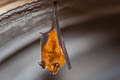 Blyth's Horseshoe Bat Rhinolophus lepidus