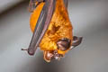 Blyth's Horseshoe Bat Rhinolophus lepidus