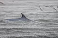 Bryde's Whale Balaenoptera edeni (Eden's Whale)