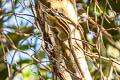 Cambodian Striped Squirrel Tamiops rodolphii