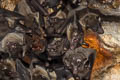 Cave Nectar Bat Eonycteris spelaea (Lesser Nectar Bat)