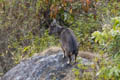 Chinese Goral