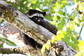 Common Palm Civet Paradoxurus hermaphroditus (Common Palm Civet)