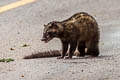 Common Palm Civet Paradoxurus hermaphroditus (Common Palm Civet)