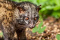 Common Palm Civet Paradoxurus hermaphroditus (Common Palm Civet)