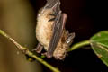 Croslet Horseshoe Bat Rhinolophus coelophyllus