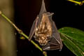 Croslet Horseshoe Bat Rhinolophus coelophyllus