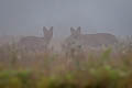 Dhole Cuon alpinus