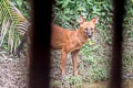 Dhole Cuon alpinus