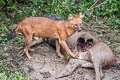 Dhole Cuon alpinus