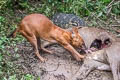 Dhole Cuon alpinus