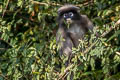 Dusky Langur Trachypithecus obscurus (Dusky Leaf Monkey)