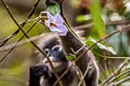 Dusky Langur Trachypithecus obscurus (Dusky Leaf Monkey)