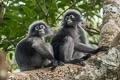 Dusky Langur Trachypithecus obscurus (Dusky Leaf Monkey)