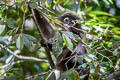 Dusky Langur Trachypithecus obscurus (Dusky Leaf Monkey)