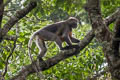 Dusky Langur Trachypithecus obscurus (Dusky Leaf Monkey)