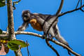 Dusky Langur Trachypithecus obscurus (Dusky Leaf Monkey)