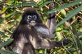 Dusky Langur Trachypithecus obscurus (Dusky Leaf Monkey)