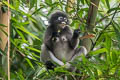 Dusky Langur Trachypithecus obscurus (Dusky Leaf Monkey)