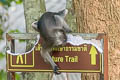 Dusky Langur Trachypithecus obscurus (Dusky Leaf Monkey)