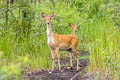 Eld's Deer Rucervus eldii