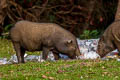Eurasian Wild Pig Sus scrofa (Wild Boar)
