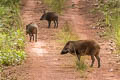 Eurasian Wild Pig Sus scrofa (Wild Boar)