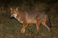 Golden Jackal Canis aureus