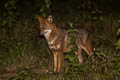 Golden Jackal Canis aureus