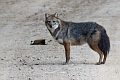 Golden Jackal Canis aureus