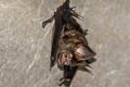 Great Roundleaf Bat Hipposideros armiger (Great Leaf-nosed Bat)