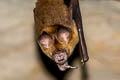 Great Roundleaf Bat Hipposideros armiger (Great Leaf-nosed Bat)