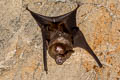 Great Roundleaf Bat Hipposideros armiger (Great Leaf-nosed Bat)