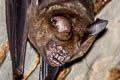 Great Roundleaf Bat Hipposideros armiger (Great Leaf-nosed Bat)
