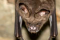 Great Roundleaf Bat Hipposideros armiger (Great Leaf-nosed Bat)
