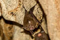 Great Roundleaf Bat Hipposideros armiger (Great Leaf-nosed Bat)