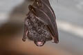 Great Woolly Horseshoe Bat Rhinolophus luctus