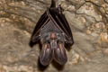 Greater False Vampire Bat Lyroderma lyra