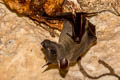 Greater Short-nosed Fruit Bat Cynopterus sphinx