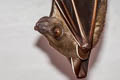 Greater Short-nosed Fruit Bat Cynopterus sphinx