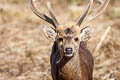 Hog Deer Axis porcinus