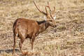 Hog Deer Axis porcinus