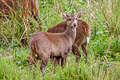 Hog Deer Axis porcinus