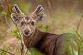 Hog Deer Axis porcinus